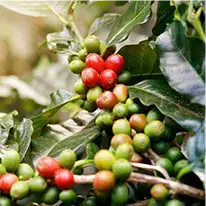 Metabo Drops Ingredients