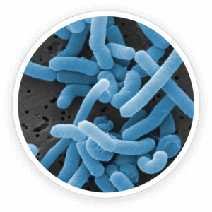 ProDentim Ingredients and Their Benefits