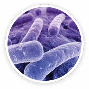 ProDentim Ingredients and Their Benefits