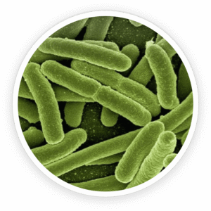 ProDentim Ingredients and Their Benefits